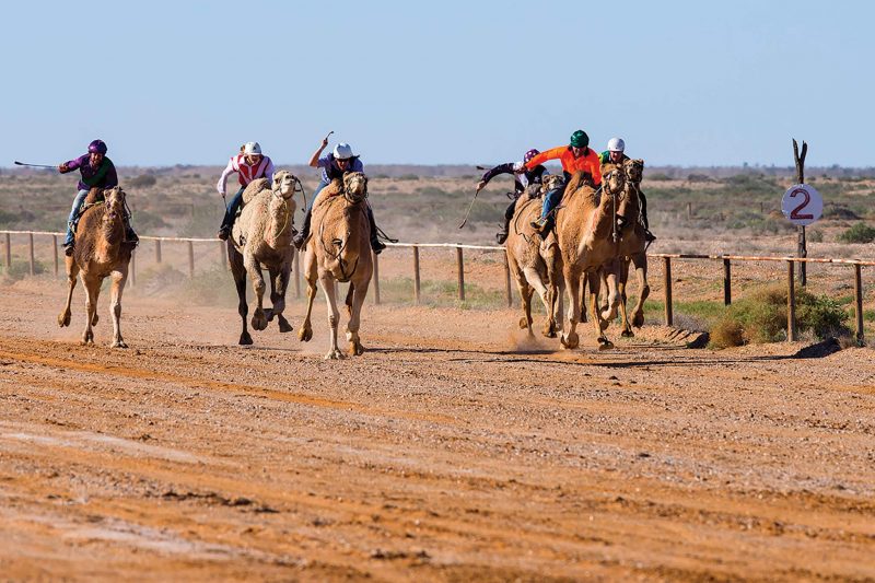The Outback Loop Marree Australian Camel Cup